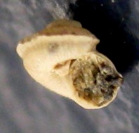 Scisurella
